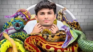 Diwali Turns Scary! Snake Enters My House During Celebration 🐍