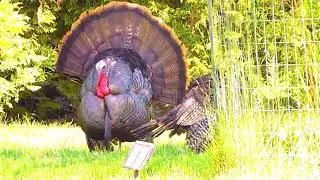 Turkey Lurkey Time at Holly, Wood & Vine