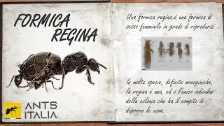 LA FORMICA REGINA - Le Fondamenta di un Regno