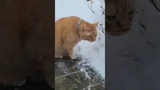 My big cat's love the snow. #shortsvideo #shorts #cats #bigcats #tabbycat #calicocat #animals #pets
