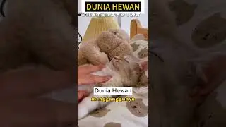KUCING INI TIDURNYA PULAS BANGET