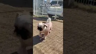 2026/1/12 THE DOG HOTEL ぽんずくん
