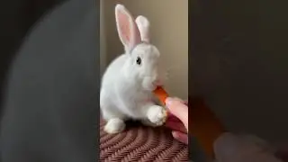 The cutest bunny moments you cant miss #rabbitrabbit #rabbit #cute