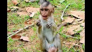 Poor Lonely Orphan Baby Dustin, Living In Group Of Monkeys But Without Mom!