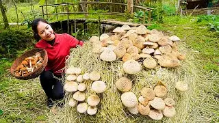 Harvesting Many Mushrooms Goes To Market Sell | Harvesting & Cooking | Hanna New