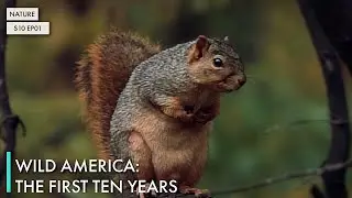 Wild America: The First Ten Years