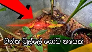 Cobra Rescue Oparetion | Real Life Snake Saver Story