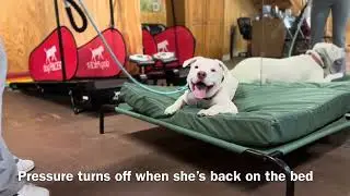 PUPS - Training a deaf pitbull, balanced dog training