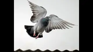 Overcoming Common Challenges with your Pigeon Racing   Copy