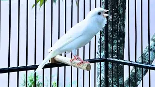 The Best Canary Sounds!! Russian Canary Singing for Training