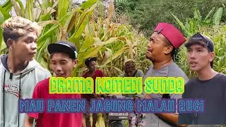 KOMEDI SUNDA ❗❗❗ MAU PANEN JAGUNG MALAH RUGI 😱 
