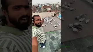 Purani delhi ki kabutar bazi