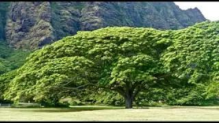 Hawaii Nature sounds, Birdsong, Birds singing, relaxing sounds