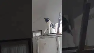 High five kitty. Katinka playing with daddy