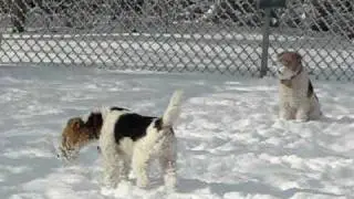 Fiona and Clancy, their first snowfall