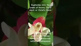 Euphorbia milii, the crown of thorns, Christ plant, or Christ's thorn, Native to Madagascar.