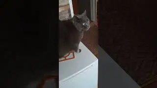 Beggar Kesha.