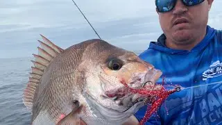 SNAPPER FISHING IN SYDNEY WITH ELKATS AUSTRALIA
