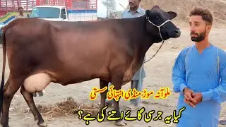 Malumore Mandi Today Cows Rates Update | Cow Mandi Punjab | Pk Janwar Mandi 🐄