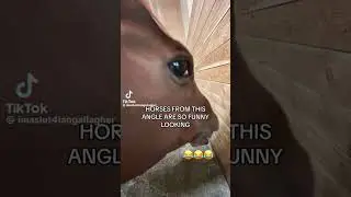 side eye🤣 #shorts #funny #horse #memes