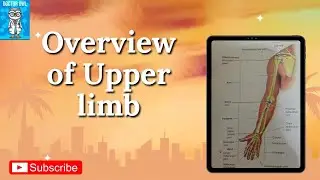OVERVIEW OF UPPER LIMB ANATOMY |FIRST YEAR MBBS | KLM ANATOMY 