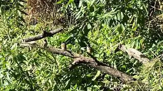 Bellbird walking track (Casula, Sydney)