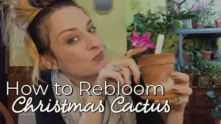 My Holiday / Christmas Cactus Collection + Tips | #Vlogmas2019 Ep.4
