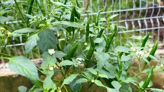 Daily Life In My Home_Fetilizers To Plants Peppers Cutting Leaves And Add Fertilizers.