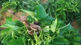 Desenrolando a rama dos aspersores+ mostrando um pouco das lavouras #agro #lavoura #diadianaroca 