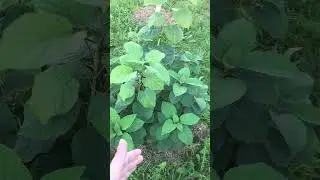 Осень 🍂 или весна🌺когда лучше высаживать🪴совет🤗