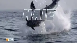 Hai   Doku 2016