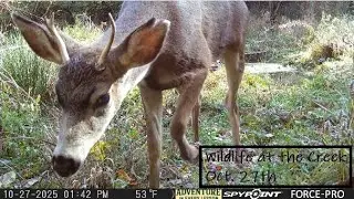 Hidden Life in the Woods: Blacktail buck, feeding deer and opossum on Trail Cam | Wildlife Close-Ups