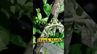 Camouflaged Moth