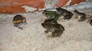 Catching a frog wants to laugh | Catch the last small frog HaHa | Catch frogs toad for fun | part 48