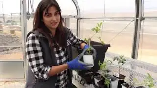 Potting Up Tomatoes with NTFB