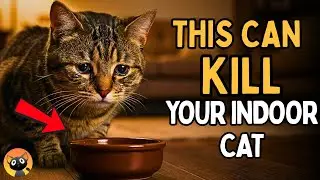 If You Have An Indoor Cat,NEVER Do This(Scientist Warns)