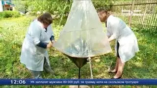 Тюмень атакуют комары. То ли еще будет
