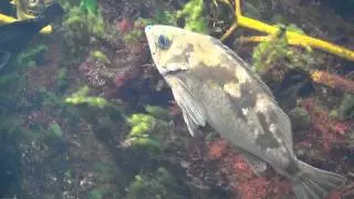 ウスメバル( 薄目張）  Goldeye rockfish