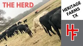 Heritage Farms Herd