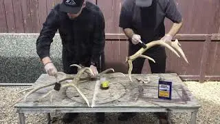 Shed Antler Preservation - HOW TO