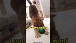 Why cats don't like their paws to be touched ??