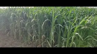 National Seeds Corporation | NSC | Forage crop | Sorghum | CSH 24 MF | FODDER | ज्वार | multicut