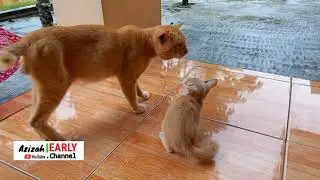WILY CAT FATHER MEETS HIS SON | KUCING SO SWEET