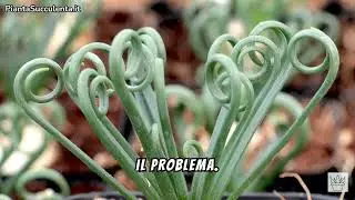 Albuca Spiralis: Come Coltivare e Curare la Pianta Cavatappi