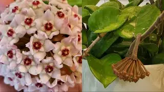 How To Take Good Care of Your Hoya Carnosa Krinkle