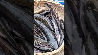 খাল বিলের তরতাজা দেশি বড় শোল টাকি মাছ। #shorts #youtubeshorts #viralshorts