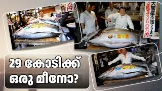 ലോകത്തെ ഏറ്റവും വിലകൂടിയ മത്സ്യം! | Most Expensive Fish | Bluefin Tuna Malayalam