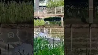 Mute Swan #muteswans #birdcalls #birdsounds #chelmsford #birdwatching