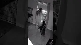 Dog sabotage #funnyvideos #pets #dog #dogs #funnydog #funnytiktok #foryou