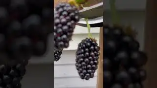 How to Grow Blackberries  #blackberry #blackberries #garden #gardening #food #howto  #how